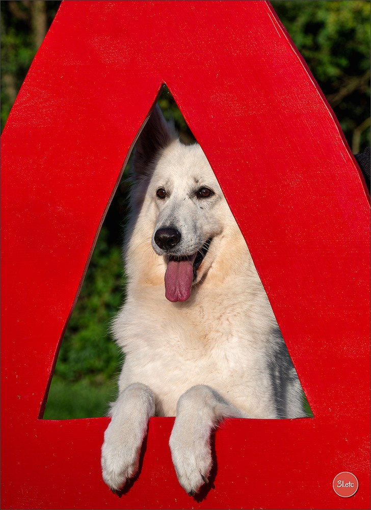 Domaine de la patte blanche. Photographe à Strasbourg | Portraits, Studio, Enfants, Événements