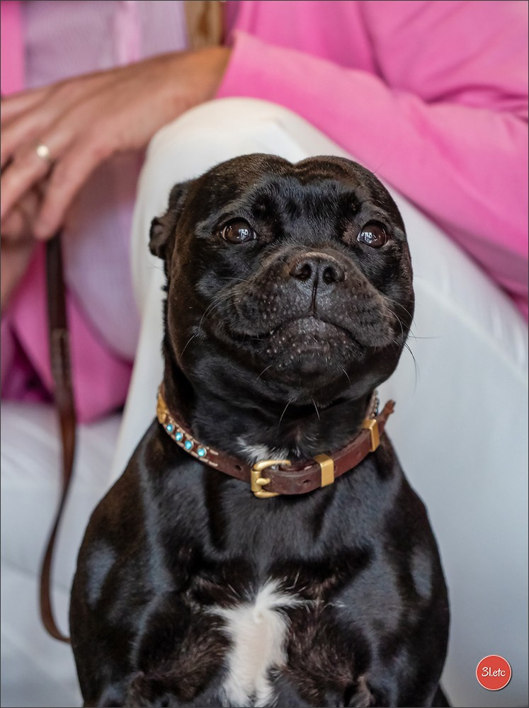 Expo canine 🇫🇷 Beziers 11-12/10/2025. Photographe à Strasbourg | Portraits, Studio, Enfants, Événements