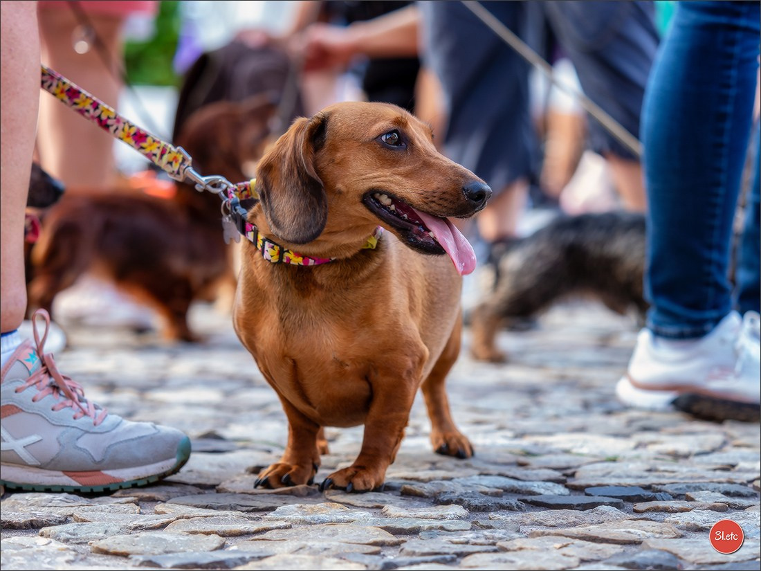 Teckels Parade Strasbourgeoise  Vous pouvez voir le galerie de photos. Photographe à Strasbourg | Portraits, Studio, Enfants, Événements