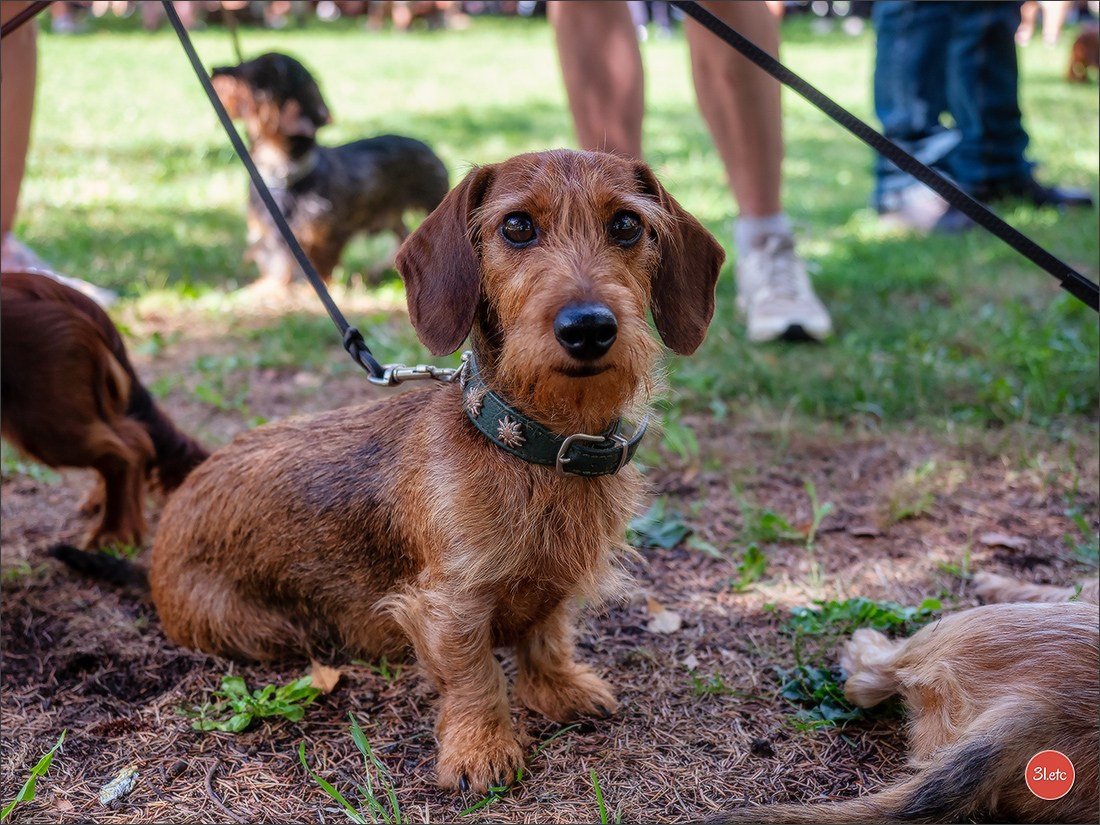 Teckels Parade Strasbourgeoise  Vous pouvez voir le galerie de photos. Photographe à Strasbourg | Portraits, Studio, Enfants, Événements