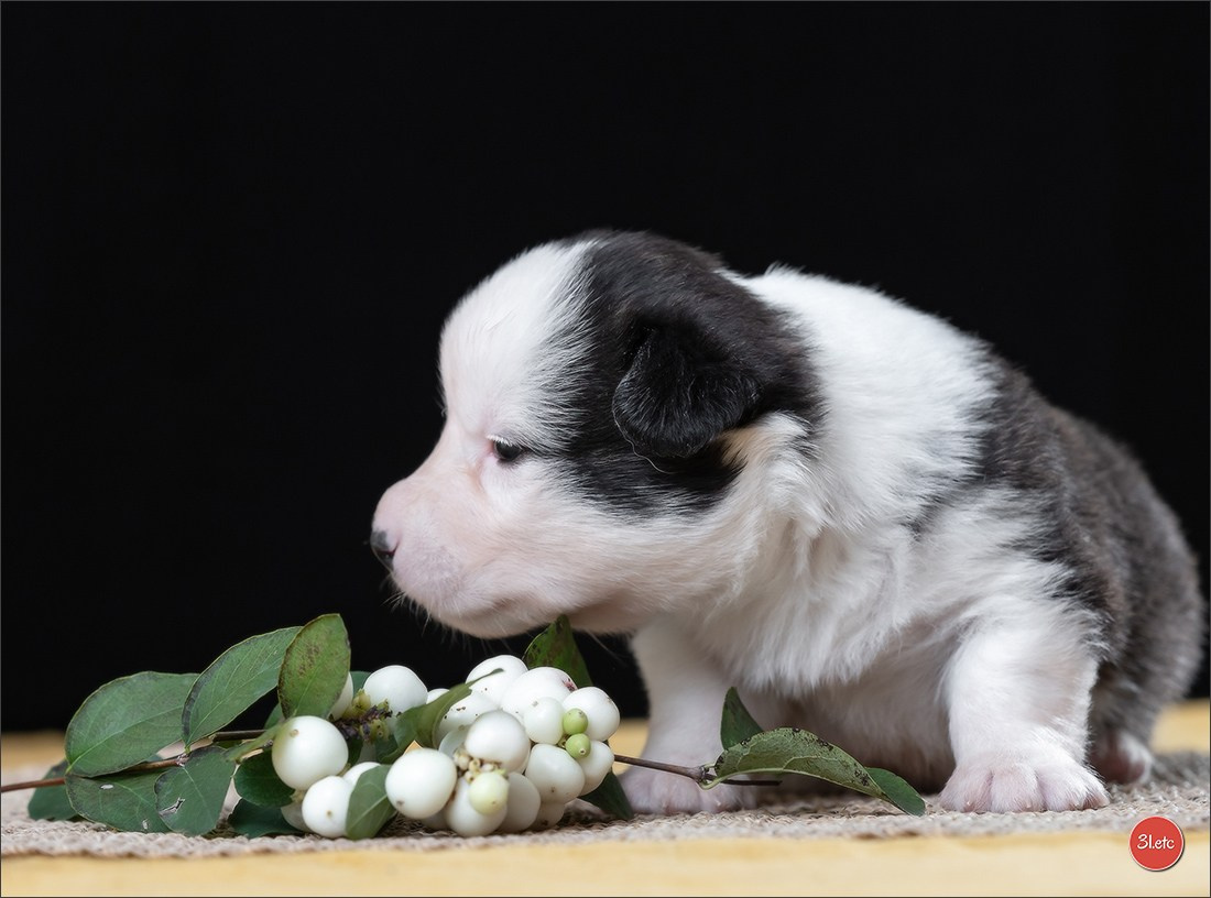 Photographie animalière. Photographe à Strasbourg | Portraits, Studio, Enfants, Événements