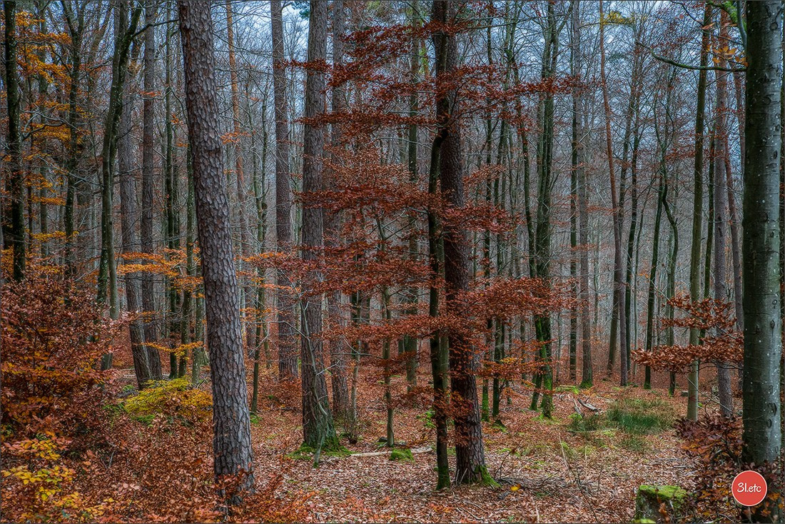 Rocher du Pfaffenlapp. Photographe à Strasbourg | Portraits, Studio, Enfants, Événements