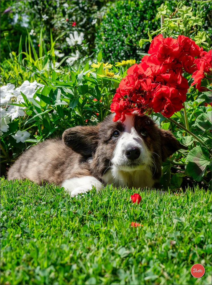 Photographie animalière. Photographe à Strasbourg | Portraits, Studio, Enfants, Événements