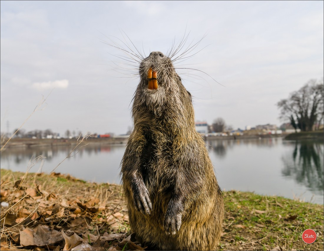 Photographie animalière. Photographe à Strasbourg | Portraits, Studio, Enfants, Événements