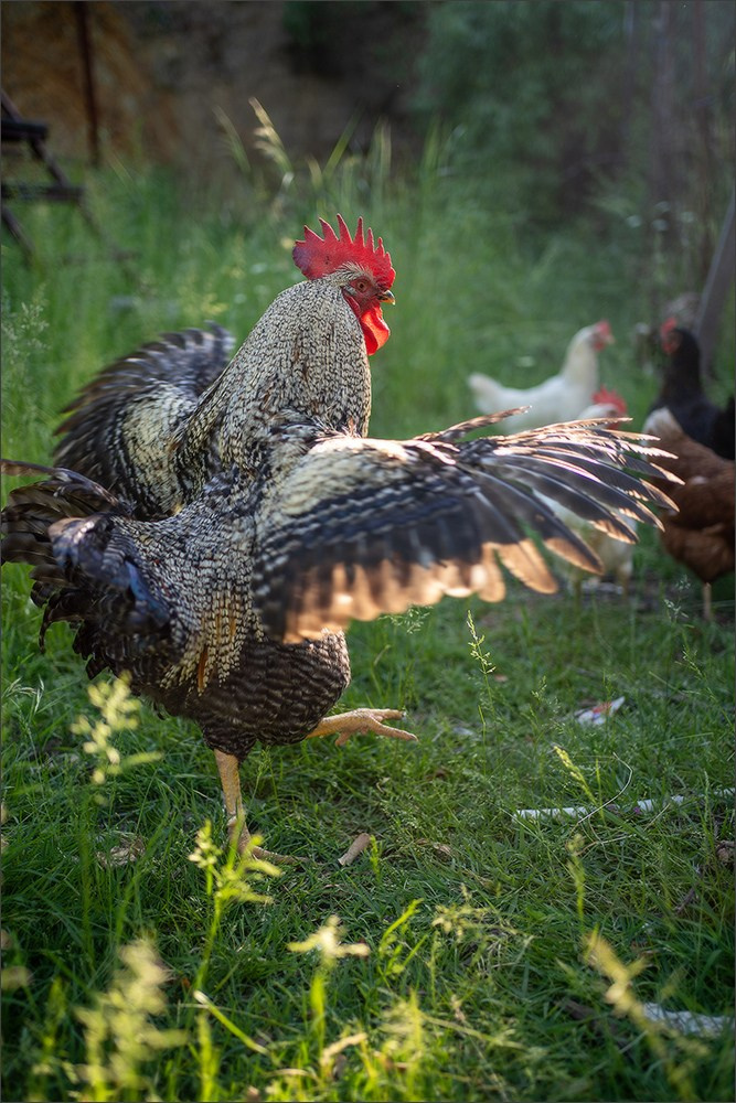 Istanbul 🇹🇷. Photographe à Strasbourg | Les animaux, Portraits, Studio, Événements