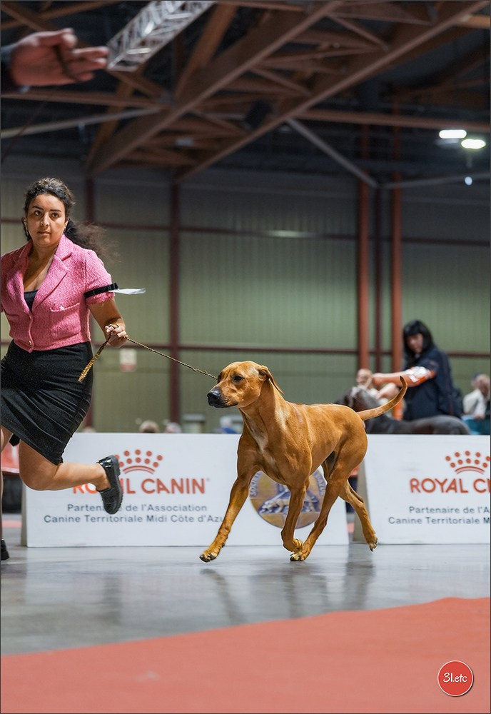 Expo canine 🇫🇷 Martigues 18-19/04/2026