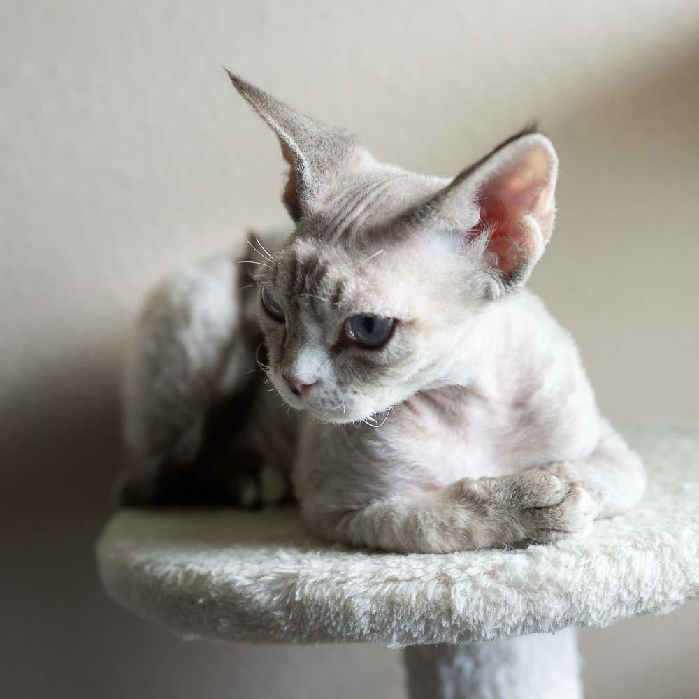 Fuzzy, boy, born on 01.01.25. Devon Rex Pixie Cattery