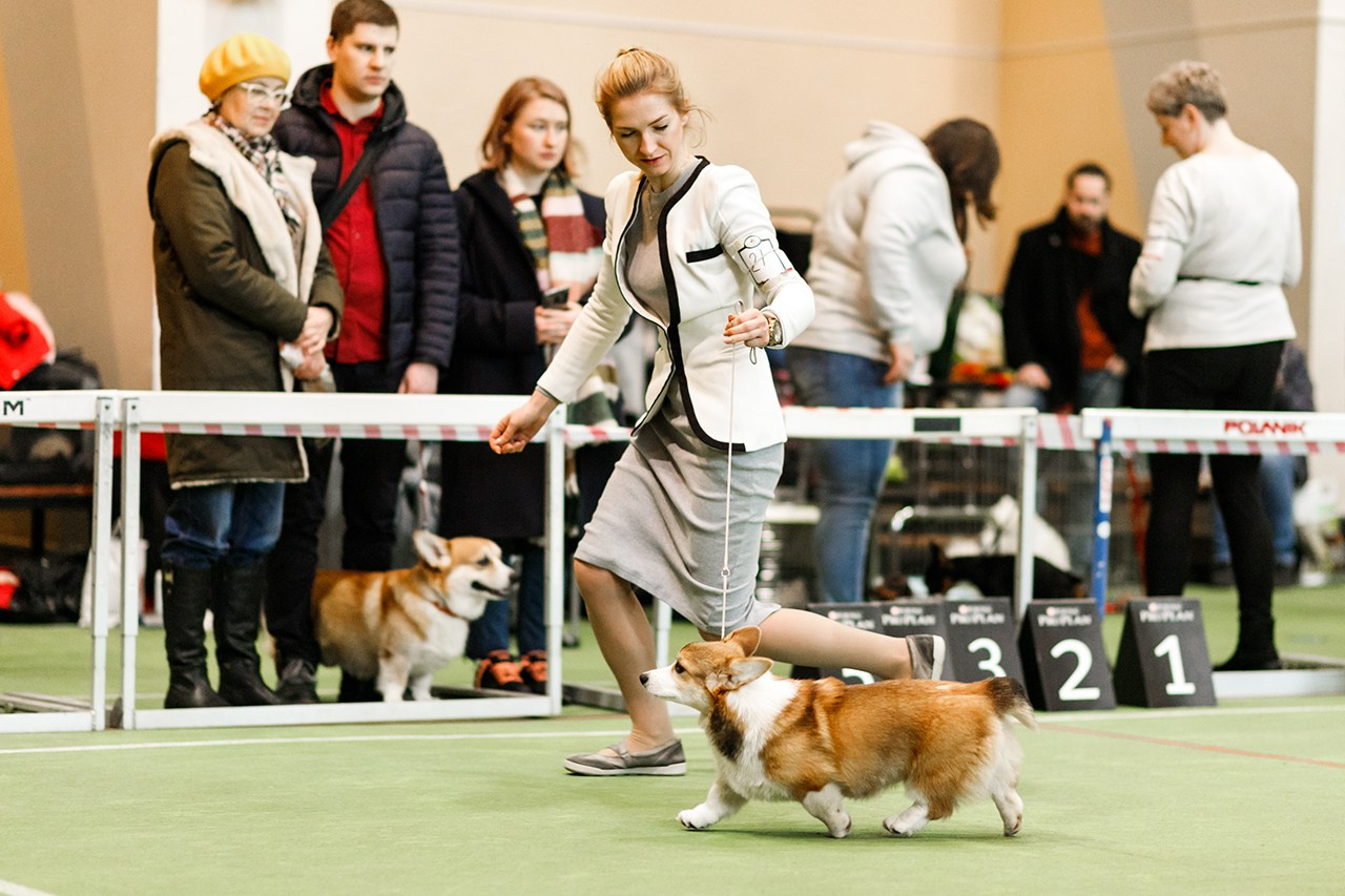 Grodno dog show. Kaja | fotograf we Wrocławiu | ludzie i psy