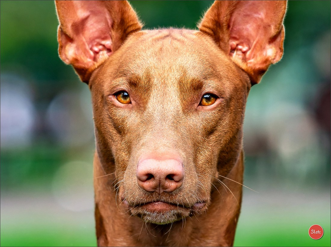 Photographie animalière. Photographe à Strasbourg | Portraits, Studio, Enfants, Événements