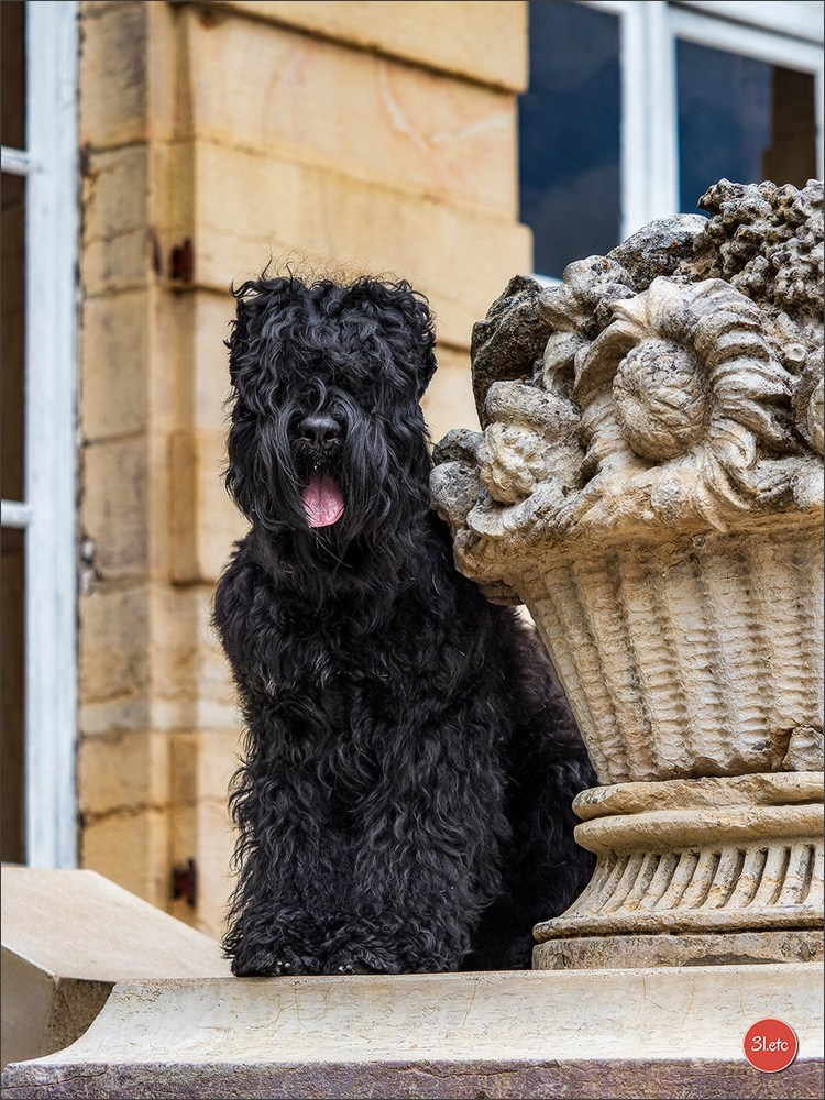 Championnat de France du chien de race  🇫🇷  DIJON (château de Brognon) 7-8/06/2025. Photographe à Strasbourg | Portraits, Studio, Enfants, Événements