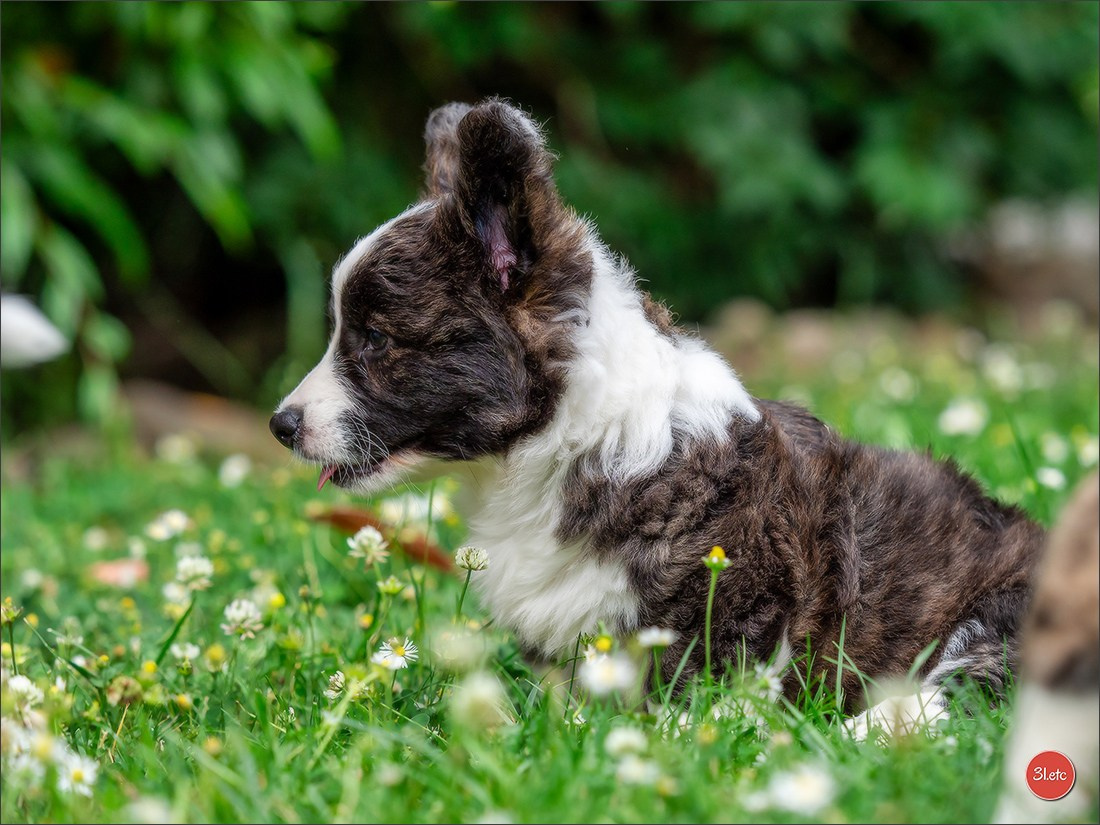 Puppies 03/06/2025. Photographe à Strasbourg | Portraits, Studio, Enfants, Événements