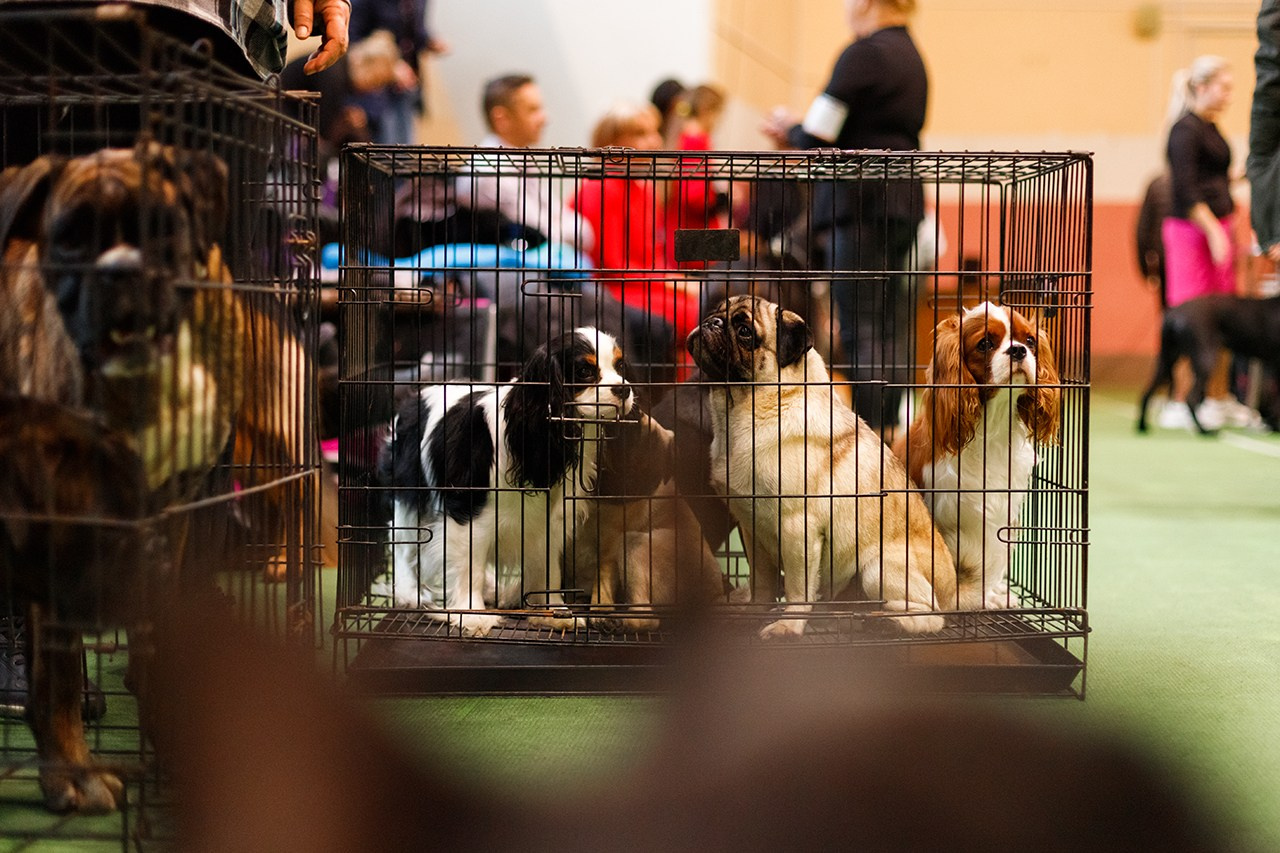 Grodno dog show. Kaja | fotograf we Wrocławiu | ludzie i psy