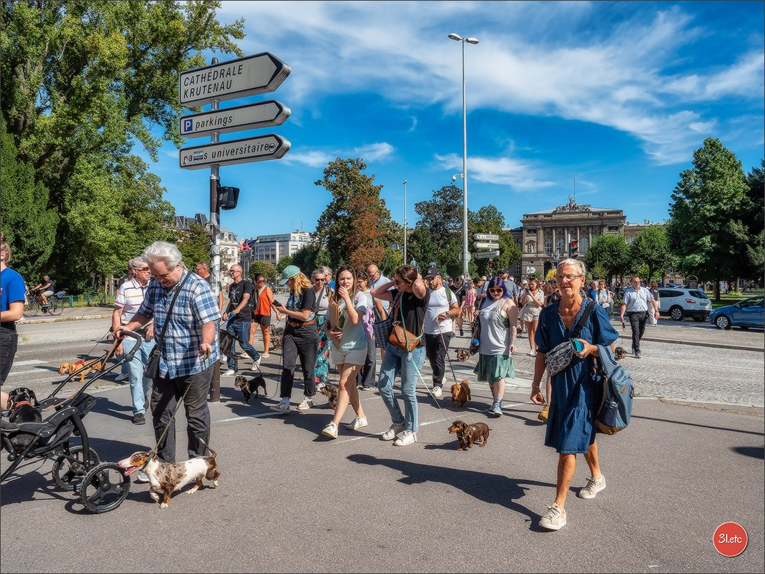 Teckels Parade Strasbourgeoise  Vous pouvez voir le galerie de photos. Photographe à Strasbourg | Portraits, Studio, Enfants, Événements