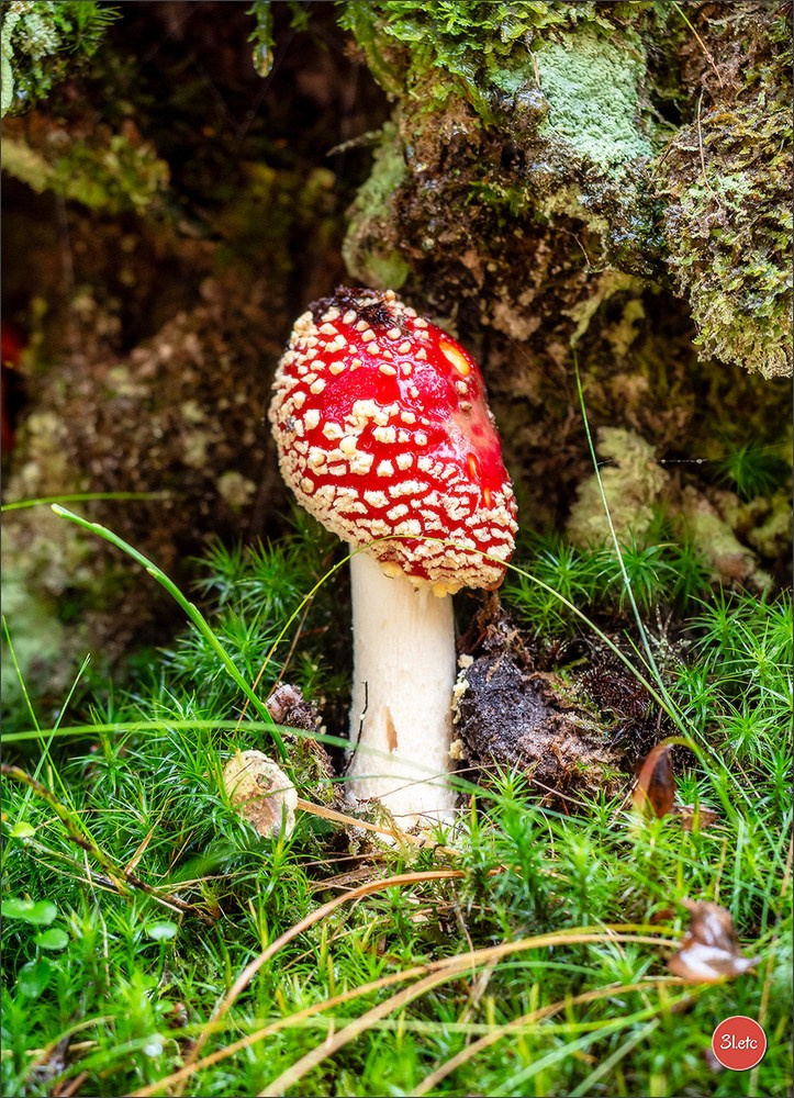 Ретрит в Эльзасе с Марией Ланг. Photographe à Strasbourg | Portraits, Studio, Enfants, Événements