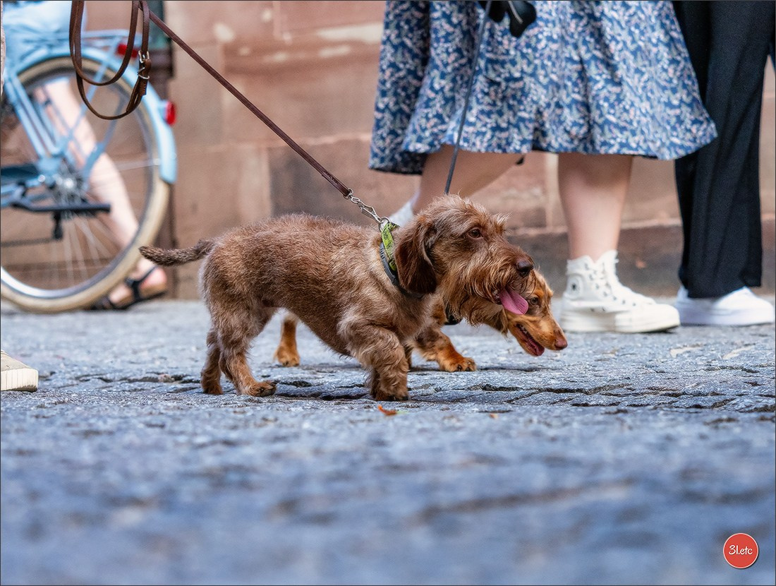 Teckels Parade Strasbourgeoise  Vous pouvez voir le galerie de photos. Photographe à Strasbourg | Portraits, Studio, Enfants, Événements