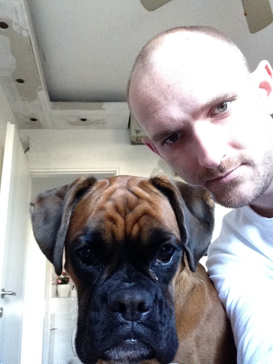 My ״Star״ Boxer Dog