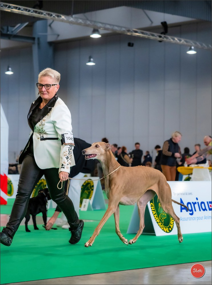 🇫🇷  Chalons en Champagne  🇫🇷  Expo canine  31/01-01/02/2026. Photographe à Strasbourg | Portraits, Studio, Enfants, Événements