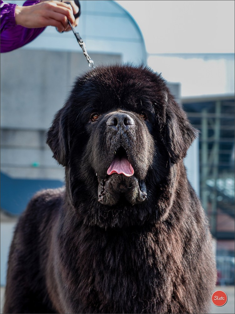 🇫🇷  Angers  🇫🇷  Expo canine  21-22/03/2026. Photographe à Strasbourg | Portraits, Studio, Enfants, Événements