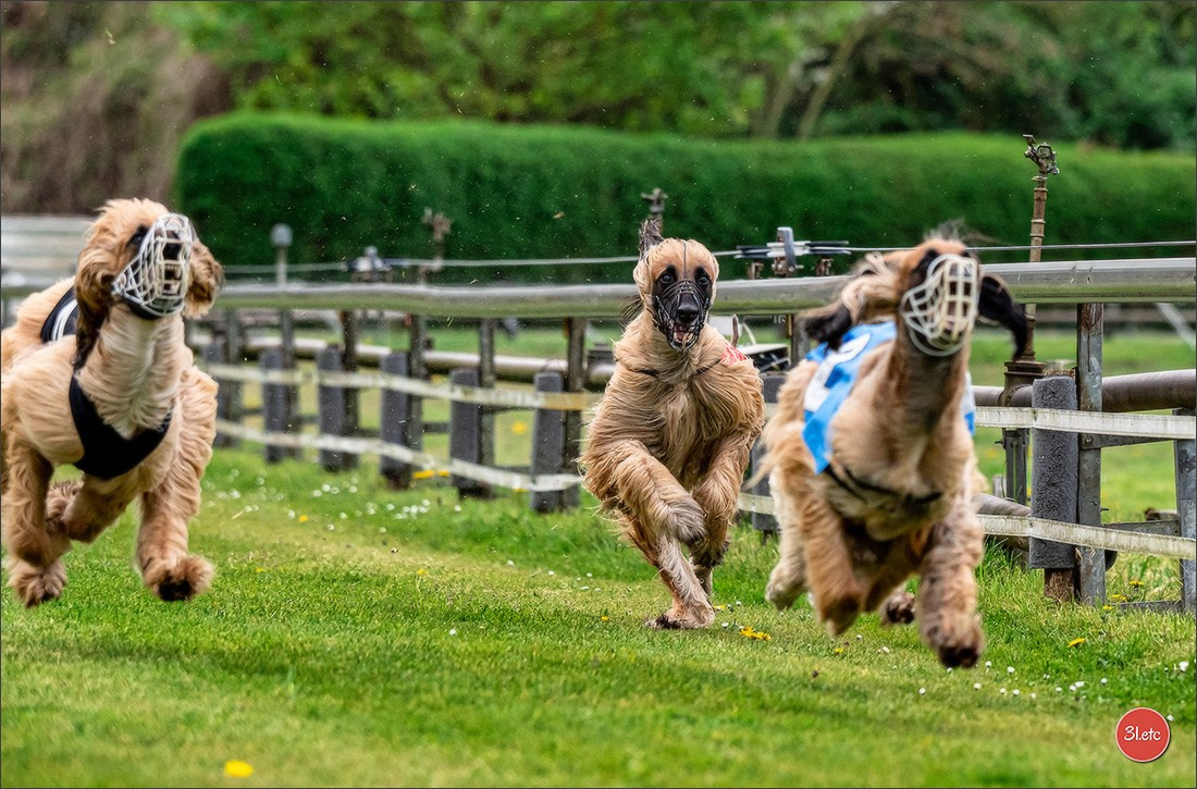 Der Windhund-Rennverein Kurpfalz e.V. (WRV-Kurpfalz) ist ein Windhundverein mit einer wunderschönen Anlage inklusive einer modernen Rasen-Re. Photographe à Strasbourg | Portraits, Studio, Enfants, Événements