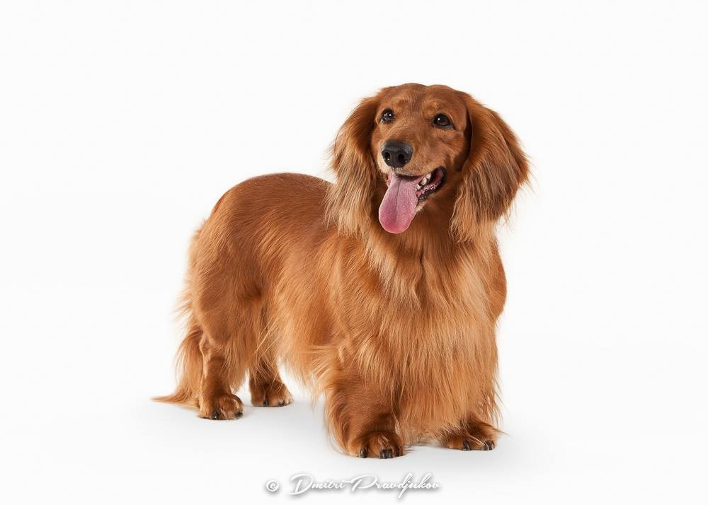 LEMMIKLOOMADE PILDISTAMINE