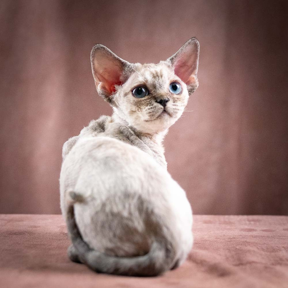 Quella,  girl, born 02.14.26. Devon Rex Pixie Cattery