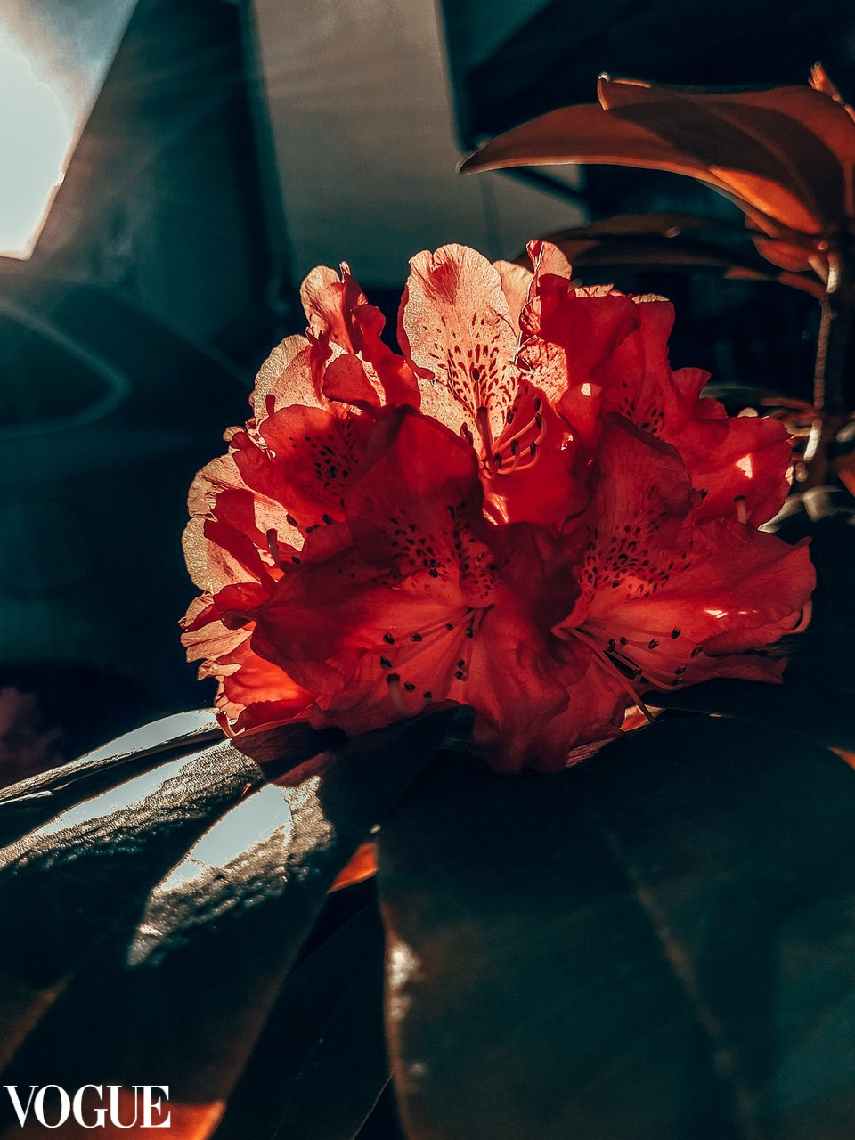 AWARDS. Yana Bobrova | Artistic Photography