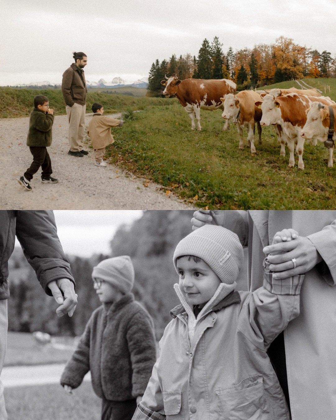 Boys, Cows, Autumn. Polina Sobol — family & documentary photographer in Bern. Outdoor & urban photo sessions for families, kids and couples