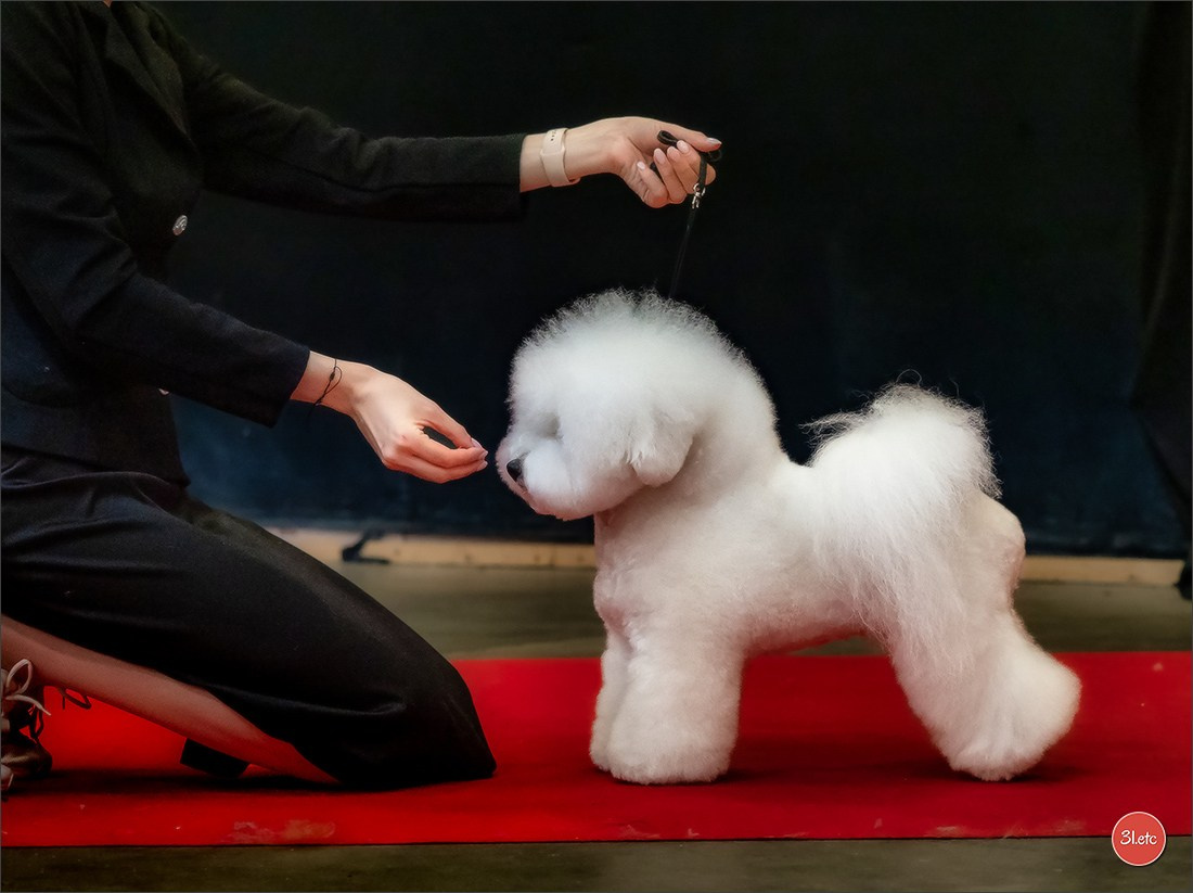 Exposition Canine à Rouen 7-8/12/2024. Photographe à Strasbourg | Portraits, Studio, Enfants, Événements