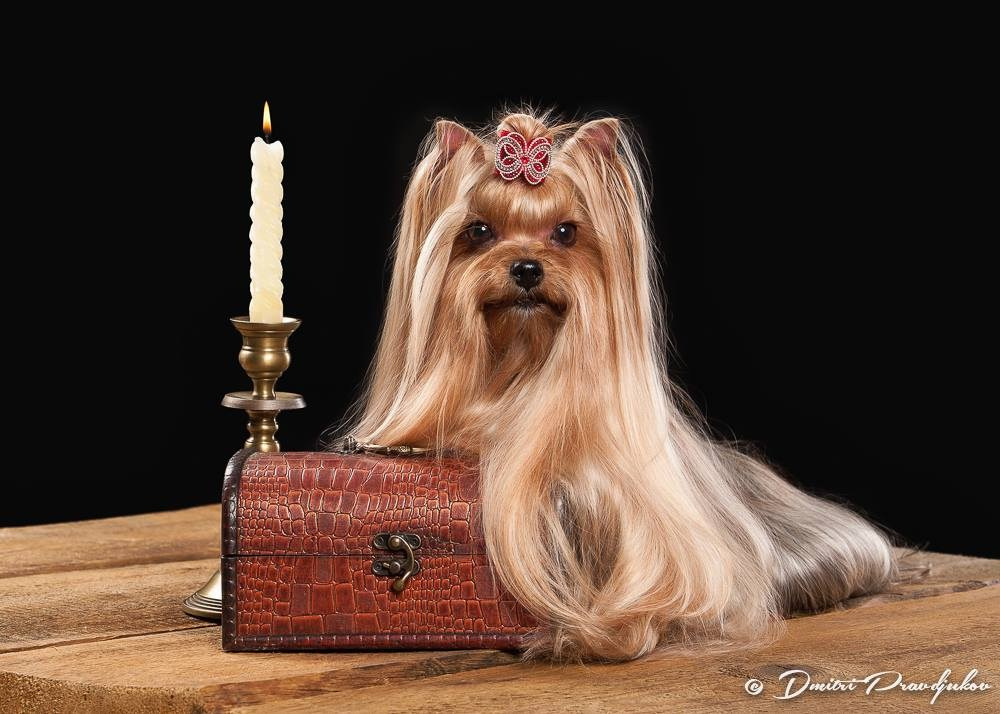 LEMMIKLOOMADE PILDISTAMINE