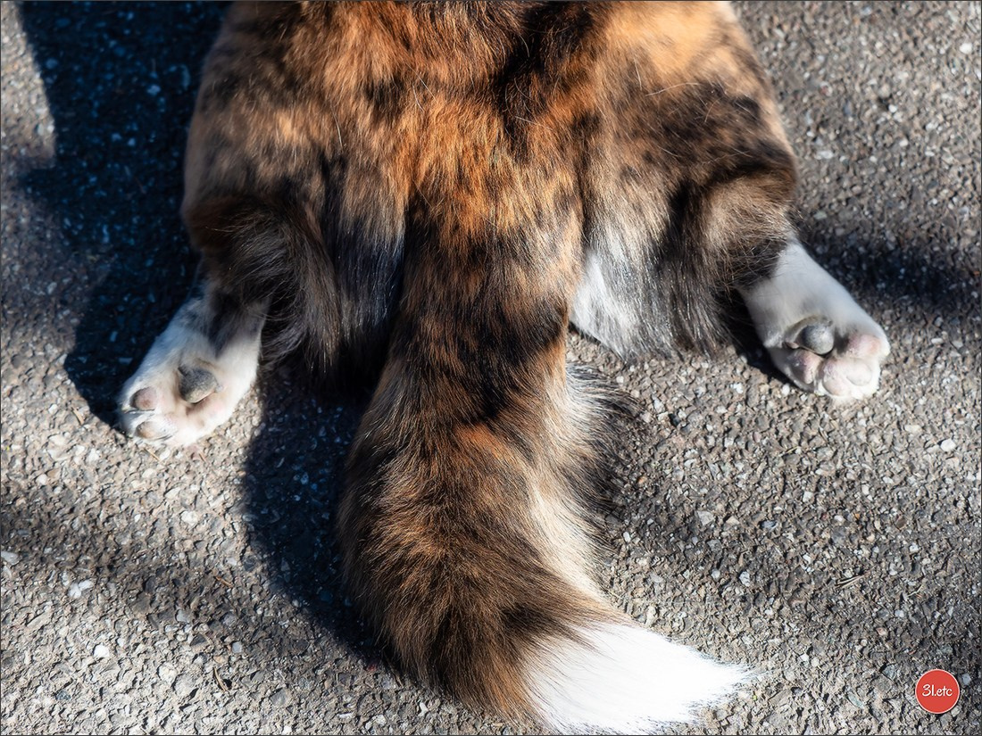 Expo canine   🇫🇷   Mulhouse 5-6/04/2025. Photographe à Strasbourg | Portraits, Studio, Enfants, Événements