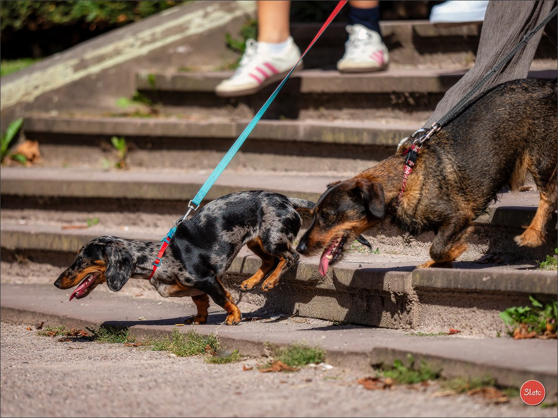 Teckels Parade Strasbourgeoise  Vous pouvez voir le galerie de photos. Photographe à Strasbourg | Portraits, Studio, Enfants, Événements