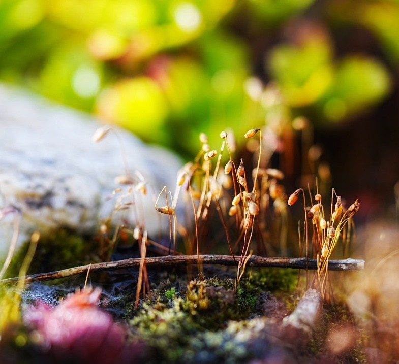 МИКРОКОСМОС РАСТЕНИЙ PLANT MICROCOSM. LUKIN IGOR Photography