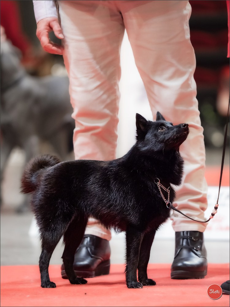 Expo canine 🇫🇷 Martigues  19-20/04/2025. Photographe à Strasbourg | Portraits, Studio, Enfants, Événements