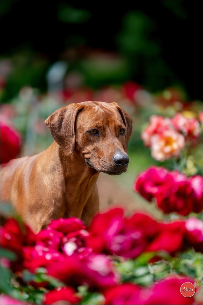 Expo canine 🇲🇨 Monaco 9-10/05/2026. Photographe à Strasbourg | Les animaux, Portraits, Studio, Événements