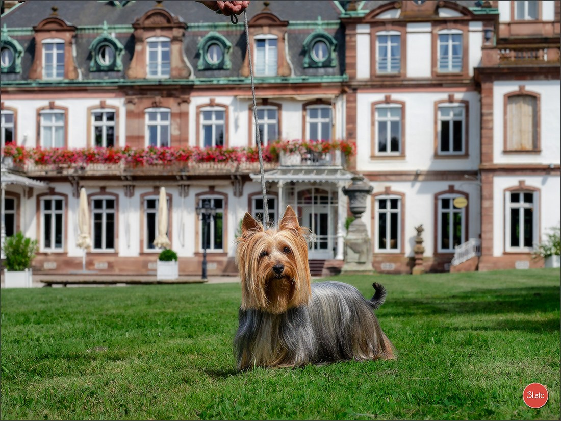 Expo canine Strasbourg  🇫🇷  23-24/08/2025. Photographe à Strasbourg | Portraits, Studio, Enfants, Événements