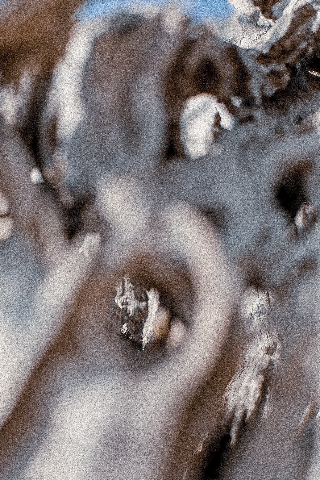 Olive deconstruction. Outdoor and art photographer. Alisa Lutchenkova