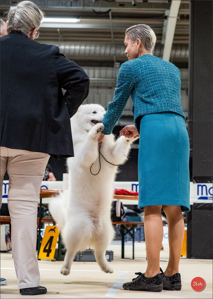 🇱🇺 LUXEMBOURG 🇱🇺 International Dog Show 🇱🇺 30/08 - 31/08/2025. Photographe à Strasbourg | Portraits, Studio, Enfants, Événements