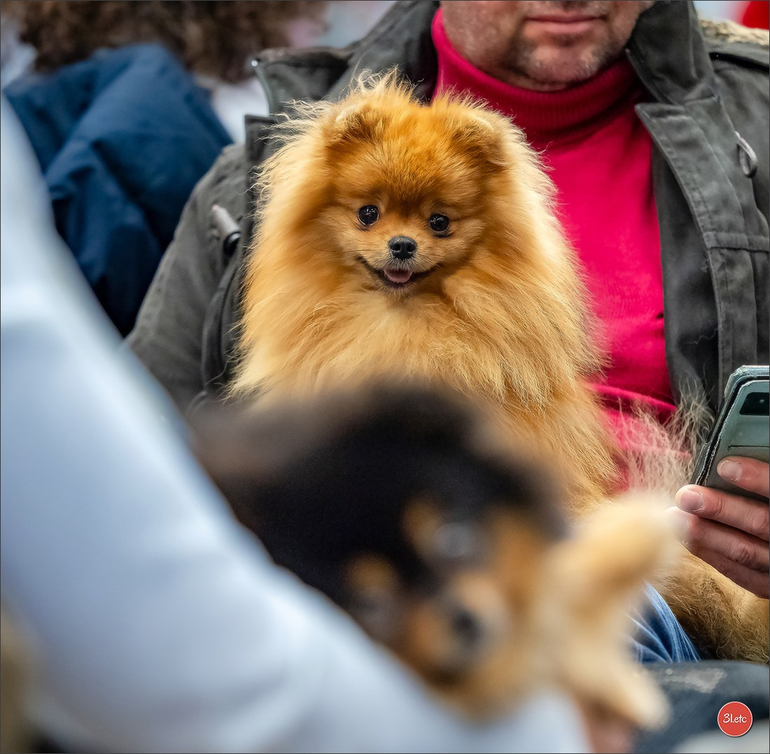 Dog Show WELS   🇦🇹  06-07/12/2025. Photographe à Strasbourg | Portraits, Studio, Enfants, Événements