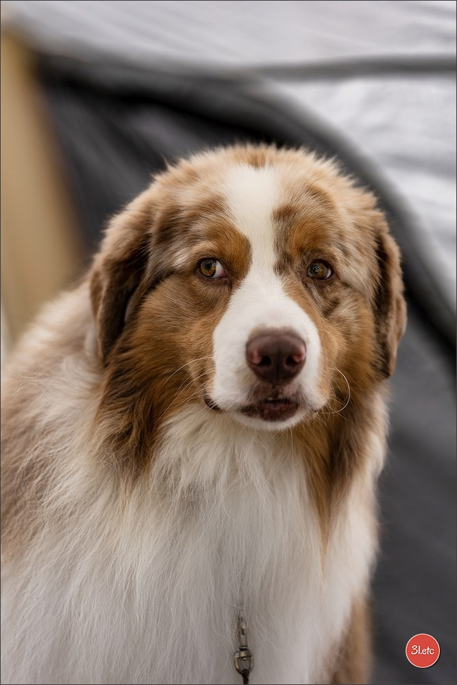 🇫🇷  CHARTRES  🇫🇷  2026  🇫🇷  Exposition Canine Nationale - Château des Boulard
