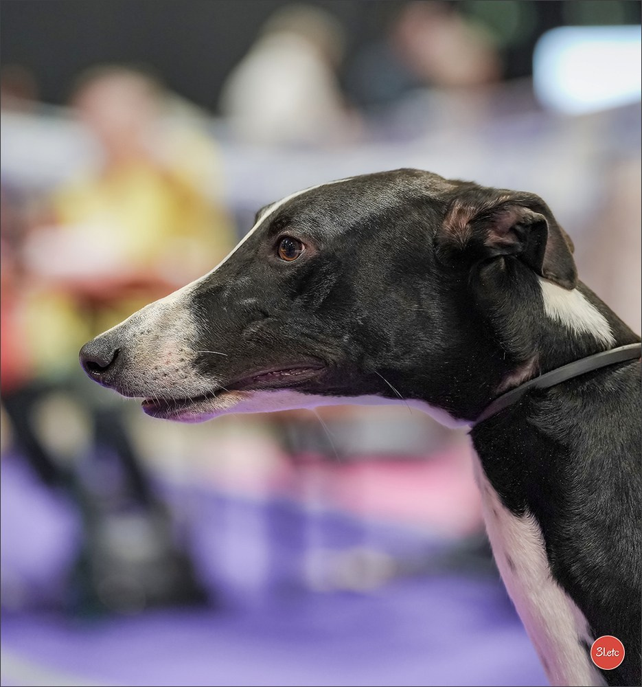 🇱🇺 LUXEMBOURG 🇱🇺 International Dog Show 4-5/04/2026. Photographe à Strasbourg | Portraits, Studio, Enfants, Événements