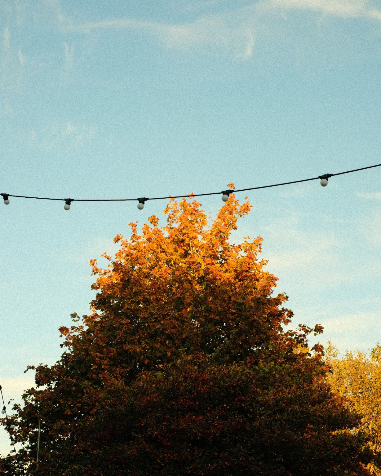 Orange autumn tree beneath string lights against a blue sky.