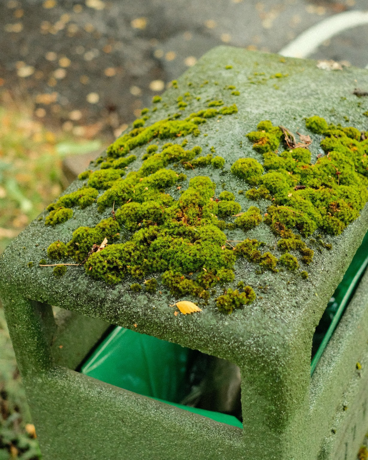 Moss and fallen leaves covering the lid of a green bin.