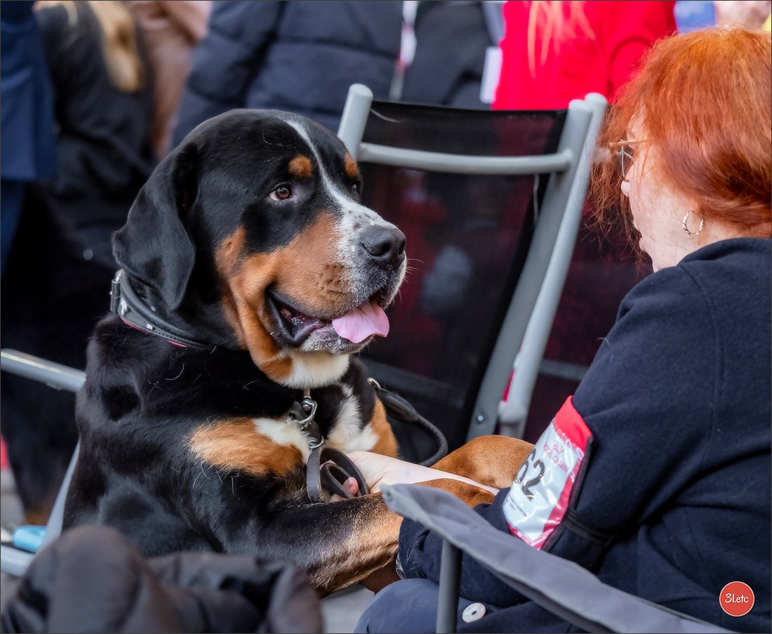 À l'exposition de Mouscron 🇧🇪 #dogshow #dogsphotography #expocanine #photopets #pets #dogs #aminalier #animals #mouscron #mouscron2025. Photographe à Strasbourg | Portraits, Studio, Enfants, Événements