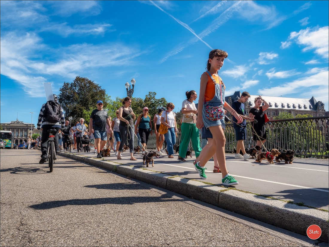 Teckels Parade Strasbourgeoise  Vous pouvez voir le galerie de photos. Photographe à Strasbourg | Portraits, Studio, Enfants, Événements