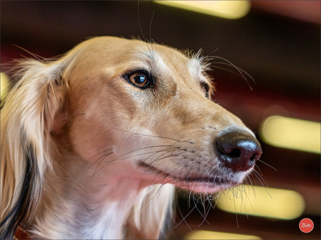 Photographie animalière. Photographe à Strasbourg | Portraits, Studio, Enfants, Événements
