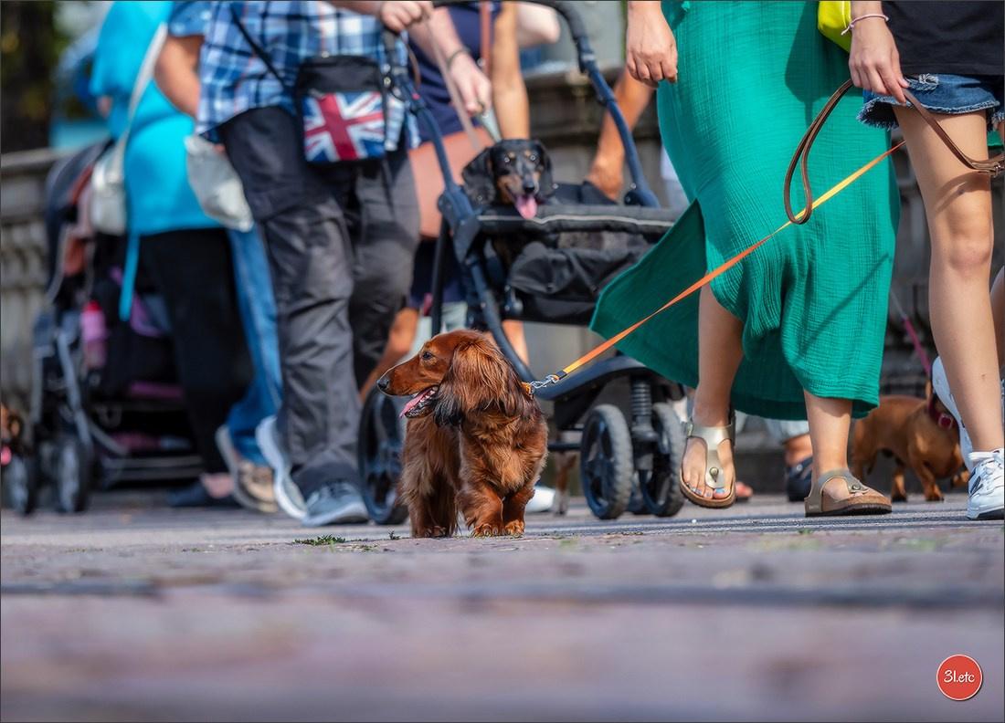 Teckels Parade Strasbourgeoise  Vous pouvez voir le galerie de photos. Photographe à Strasbourg | Portraits, Studio, Enfants, Événements