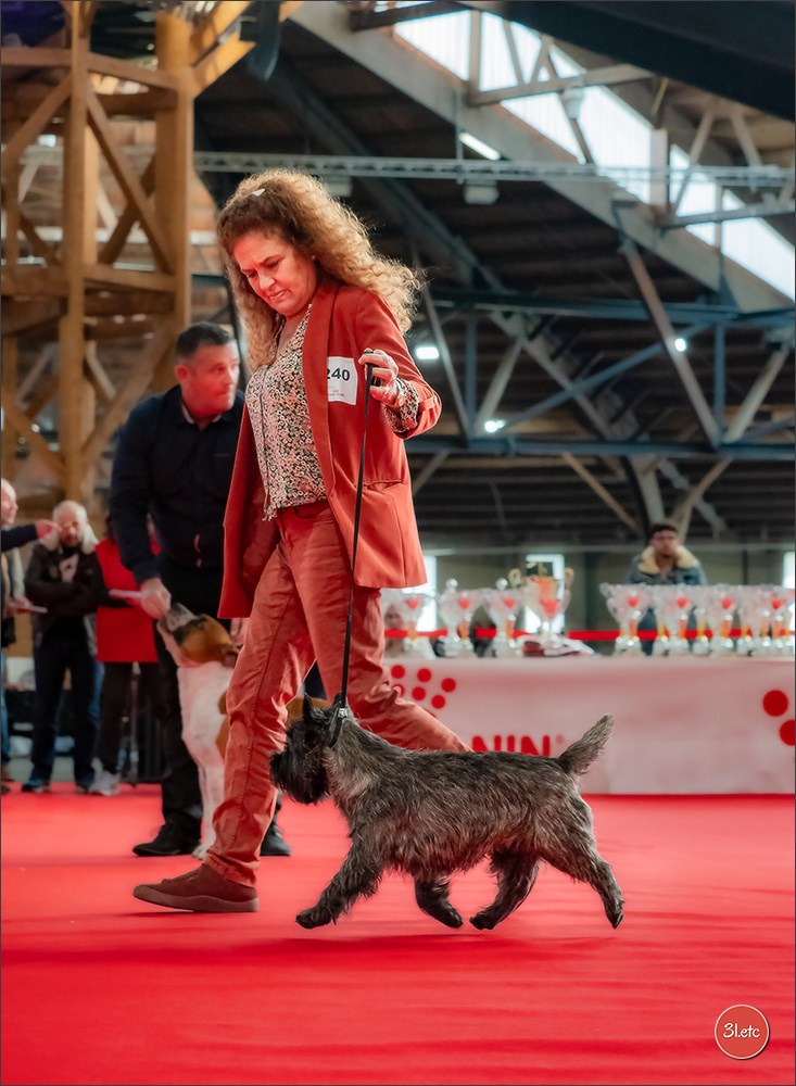 Expo canine 🇫🇷 Poitiers 18-19/10/2025. Photographe à Strasbourg | Portraits, Studio, Enfants, Événements