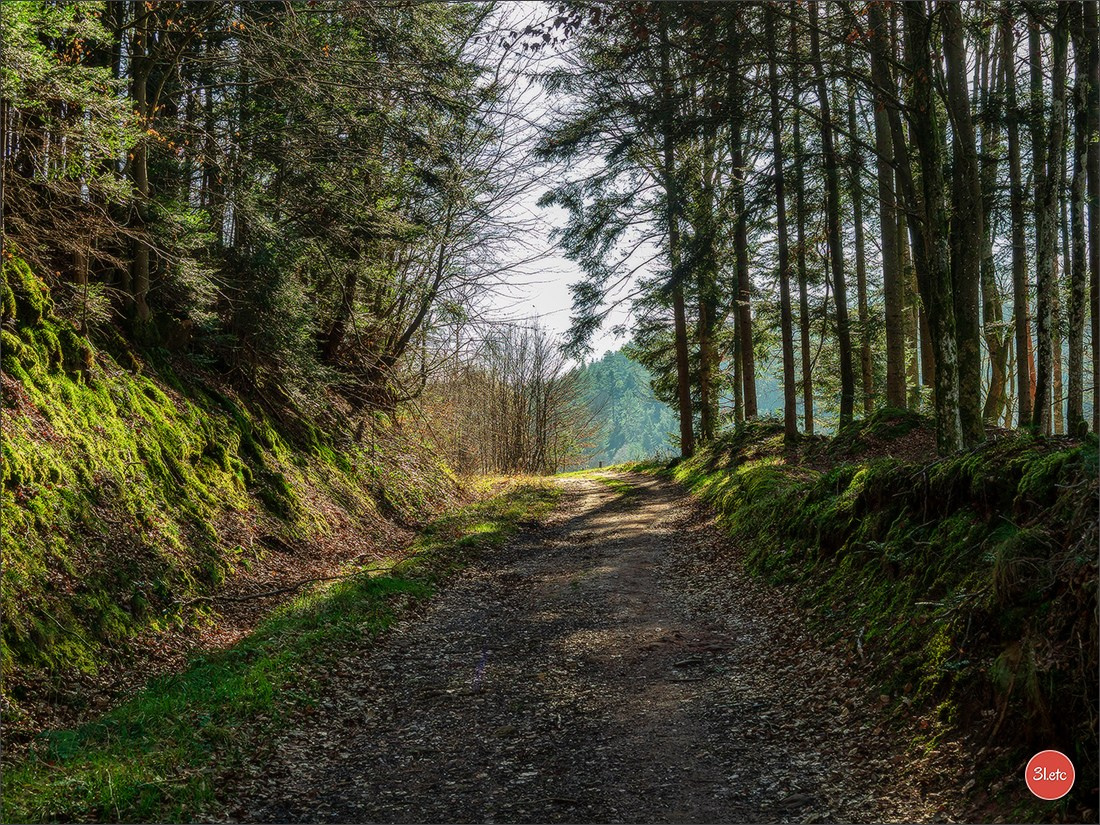 Une forêt, un rocher et un cimetière gallo-romain. Photographe à Strasbourg | Portraits, Studio, Enfants, Événements