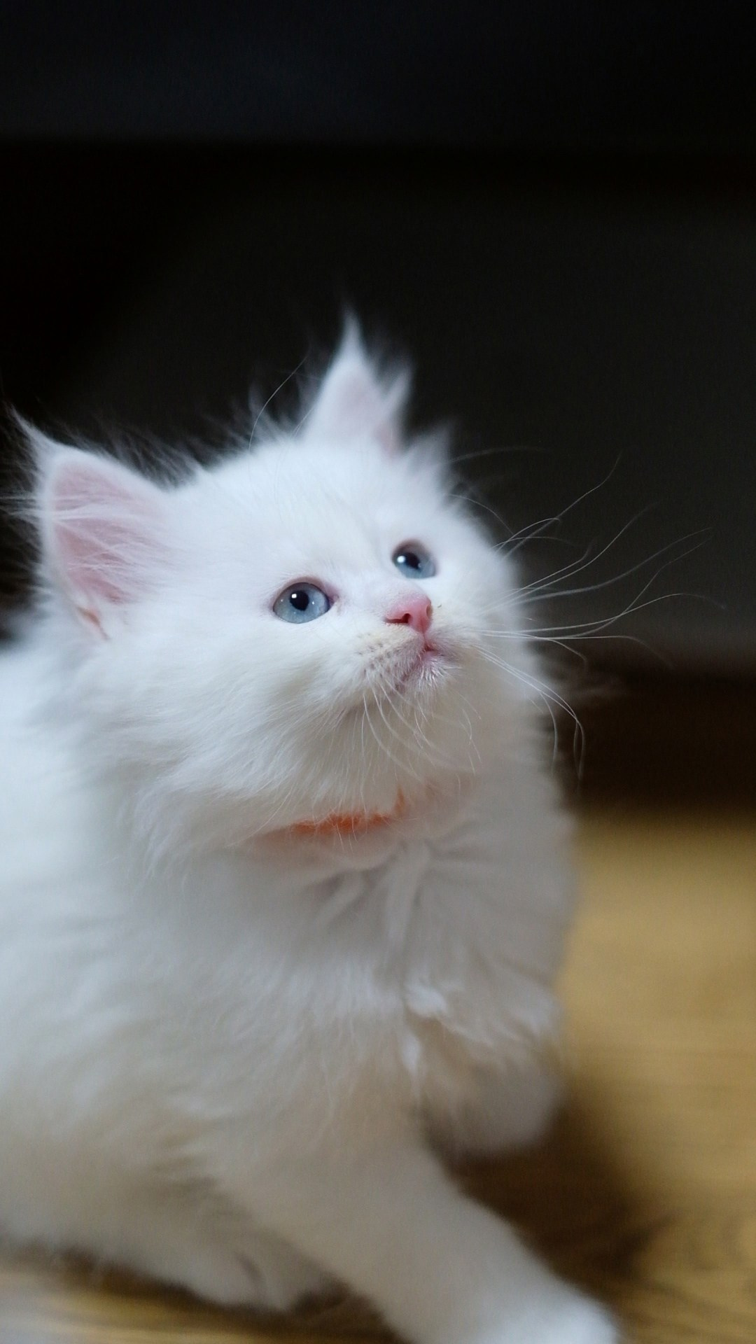 N-Andromeda. SIBERIALIS: Katzenzucht von Sibirischen und Neva Masquarade Katzen
