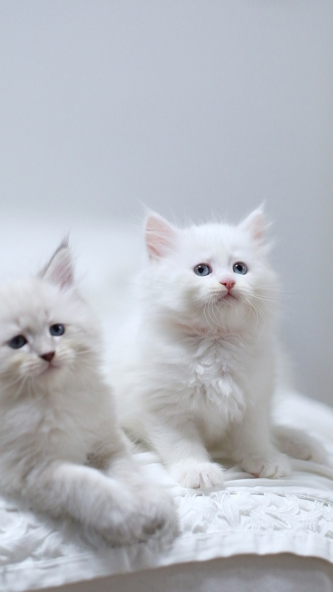 N-Andromeda. SIBERIALIS: Katzenzucht von Sibirischen und Neva Masquarade Katzen